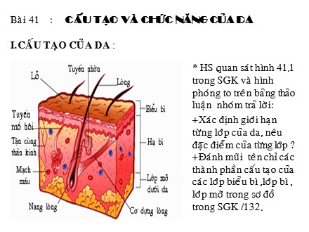Bài giảng môn Sinh học Lớp 8 - Bài 41: Cấu tạo và chức năng của da