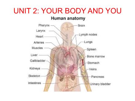 Bài giảng Tiếng Anh Lớp 10 - Unit 2: Your body and you - Lesson 1: Getting Started - Trường THPT Nguyễn Huệ Bài giảng Tiếng Anh Lớp 10 - Unit 2: Your body and you - Lesson 1: Getting Started - Trường THPT Nguyễn Huệ